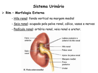  Rim – Morfologia Externa
- Hilo renal: fenda vertical na margem medial
- Seio renal: ocupado pela pelve renal, cálice, vasos e nervos
- Pedículo renal: artéria renal, veia renal e ureter.
Sistema Urinário
 