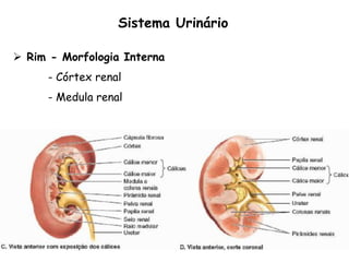  Rim - Morfologia Interna
- Córtex renal
- Medula renal
Sistema Urinário
 