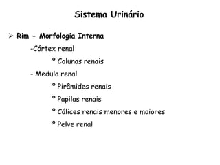  Rim - Morfologia Interna
-Córtex renal
º Colunas renais
- Medula renal
º Pirâmides renais
º Papilas renais
º Cálices renais menores e maiores
º Pelve renal
Sistema Urinário
 