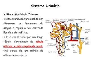Sistema Urinário
 Rim - Morfologia Interna
•Néfron: unidade funcional do rim
•Removem as impurezas do
sangue e regula o seu conteúdo
líquido e eletrolítico.
•Ele é constituído por um longo
túbulo, denominado de túbulo
néfrico, e pelo corpúsculo renal.
•Há cerca de um milhão de
néfrons em cada rim
 