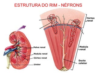 Córtex
renal
Medula
renal
Ducto
coletor
Córtex renal
Medula renal
Pelve renal
Ureter
ESTRUTURA DO RIM - NÉFRONS
 