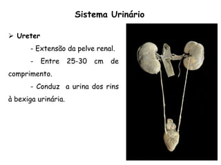  Ureter
- Extensão da pelve renal.
- Entre 25-30 cm de
comprimento.
- Conduz a urina dos rins
à bexiga urinária.
Sistema Urinário
 