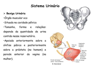  Bexiga Urinária
•Órgão muscular oco
•Situada na cavidade pélvica
•Tamanho, forma e relações:
depende da quantidade de urina
contida nesse reservatório.
•Apoiada anteriormente sobre a
sínfise púbica e posteriormente
sobre a próstata (no homem) e
parede anterior da vagina (na
mulher).
Sistema Urinário
 