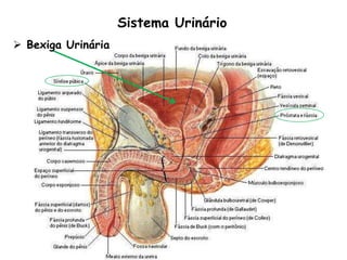 Sistema Urinário
 Bexiga Urinária
 