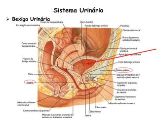 Sistema Urinário
 Bexiga Urinária
 