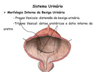  Morfologia Interna da Bexiga Urinária
- Pregas Vesicais: distensão da bexiga urinária.
-Trígono Vesical: óstios uretéricos e óstio interno da
uretra
Sistema Urinário
 