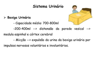  Bexiga Urinária
- Capacidade média: 700-800ml
-200-400ml --> distensão da parede vesical -->
medula espinhal e córtex cerebral
- Micção --> expulsão da urina da bexiga urinária por
impulsos nervosos voluntários e involuntários.
Sistema Urinário
 