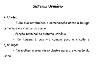  Uretra
- Tubo que estabelece a comunicação entre a bexiga
urinária e o exterior do corpo
- Porção terminal do sistema urinário
- No homem é uma via comum para a micção e
ejaculação
- Na mulher é uma via exclusiva para a excreção da
urina
Sistema Urinário
 