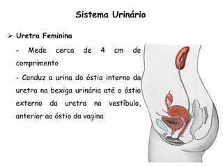  Uretra Feminina
- Mede cerca de 4 cm de
comprimento
- Conduz a urina do óstio interno da
uretra na bexiga urinária até o óstio
externo da uretra no vestíbulo,
anterior ao óstio da vagina
Sistema Urinário
 