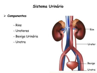  Componentes
- Rins
- Ureteres
- Bexiga Urinária
- Uretra
Sistema Urinário
 