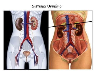 Sistema Urinário
 