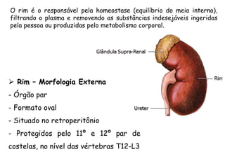 O rim é o responsável pela homeostase (equilíbrio do meio interno),
filtrando o plasma e removendo as substâncias indesejáveis ingeridas
pela pessoa ou produzidas pelo metabolismo corporal.
 Rim – Morfologia Externa
- Órgão par
- Formato oval
- Situado no retroperitônio
- Protegidos pelo 11º e 12º par de
costelas, no nível das vértebras T12-L3
 