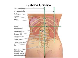 Sistema Urinário
 