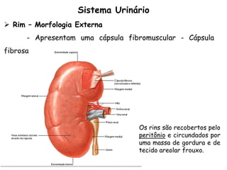 Sistema Urinário
 Rim – Morfologia Externa
- Apresentam uma cápsula fibromuscular - Cápsula
fibrosa
Os rins são recobertos pelo
peritônio e circundados por
uma massa de gordura e de
tecido areolar frouxo.
 