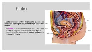 Uretra
A uretra consiste de um tubo fibromuscular que serve de
canal para a passagem da urina da bexiga para o meio
externo.
◦ Na mulher, passa na uretra somente urina, além de ser
mais curta, mais reta e mede em torno de 4cm de
comprimento. Ela se estende do colo da bexiga até o
vestíbulo da vagina.
 