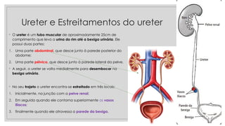 Ureter e Estreitamentos do ureter
◦ O ureter é um tubo muscular de aproximadamente 25cm de
comprimento que leva a urina do rim até a bexiga urinária. Ele
possui duas partes:
1. Uma parte abdominal, que desce junto à parede posterior do
abdome;
2. Uma parte pélvica, que desce junto à parede lateral da pelve.
◦ A seguir, o ureter se volta medialmente para desembocar na
bexiga urinária.
◦ No seu trajeto o ureter encontra-se estreitado em três locais:
1. Inicialmente, na junção com a pelve renal;
2. Em seguida quando ele contorna superiormente os vasos
ilíacos;
3. finalmente quando ele atravessa a parede da bexiga.
 