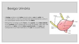 Bexiga Urinária
◦ A bexiga urinária é uma bolsa situada sobre o osso do púbis, na
cavidade pélvica, onde fica armazenada temporariamente a urina. A
sua capacidade normal varia em torno de 300ml.
◦ Distinguimos na bexiga quatro faces: uma superior, duas ínfero-laterais
e uma posterior (que corresponde ao fundo da bexiga). Além disso, ela
apresenta um ápice voltado ântero-superiormente, um corpo que
corresponde à sua maior extensão e um colo na sua parte inferior.
 