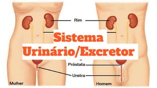 Sistema
Urinário/Excretor
 