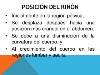 POSICIÓN DEL RIÑÓN
• Inicialmente en la región pélvica,
• Se desplaza después hacia una
posición más craneal en el abdomen.
• Se debe a una disminución de la
curvatura del cuerpo, y
• Al crecimiento del cuerpo en las
regiones lumbar y sacra.
 