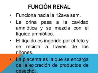 FUNCIÓN RENAL
• Funciona hacia la 12ava sem.
• La orina pasa a la cavidad
amniótica y se mezcla con el
líquido amniótico.
• El líquido es ingerido por el feto y
se recicla a través de los
riñones.
• La placenta es la que se encarga
de la excreción de productos de
desecho.
 
