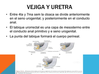 VEJIGA Y URETRA
• Entre 4ta y 7ma sem la cloaca se divide anteriormente
en el seno urogenital, y posteriormente en el conducto
anal.
• El tabique urorrectal es una capa de mesodermo entre
el conducto anal primitivo y e seno urogenital.
• La punta del tabique formará el cuerpo perineal.
 