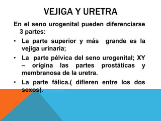 En el seno urogenital pueden diferenciarse
3 partes:
• La parte superior y más grande es la
vejiga urinaria;
• La parte pélvica del seno urogenital; XY
– origina las partes prostáticas y
membranosa de la uretra.
• La parte fálica.( difieren entre los dos
sexos).
VEJIGA Y URETRA
 