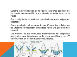 • Durante la diferenciación de la cloaca, las partes caudales de
los conductos mesonéfricos son absorbidas en la pared de la
vejiga .
Por consiguiente los uréteres, se introducen en la vejiga por
separado.
Como resultado del ascenso de los riñones, los orificios de
los uréteres se desplazan alejándose hacia una posición mas
craneal,
Los orificios de los conductos mesonéfricos se desplazan
muy juntos para introducirse en la uretra prostática y, en XY
se convierten en los conductos eyaculadores.
 