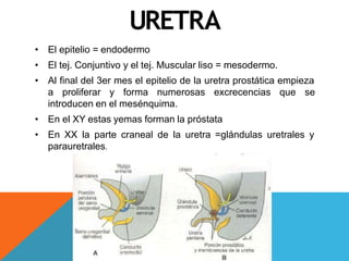 URETRA
• El epitelio = endodermo
• El tej. Conjuntivo y el tej. Muscular liso = mesodermo.
• Al final del 3er mes el epitelio de la uretra prostática empieza
a proliferar y forma numerosas excrecencias que se
introducen en el mesénquima.
• En el XY estas yemas forman la próstata
• En XX la parte craneal de la uretra =glándulas uretrales y
parauretrales.
 