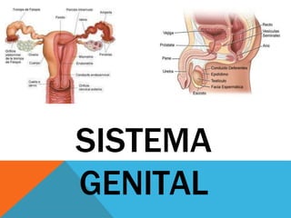 SISTEMA
GENITAL
 