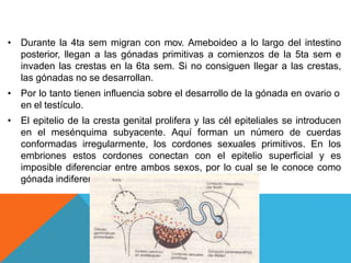 • Durante la 4ta sem migran con mov. Ameboideo a lo largo del intestino
posterior, llegan a las gónadas primitivas a comienzos de la 5ta sem e
invaden las crestas en la 6ta sem. Si no consiguen llegar a las crestas,
las gónadas no se desarrollan.
• Por lo tanto tienen influencia sobre el desarrollo de la gónada en ovario o
en el testículo.
• El epitelio de la cresta genital prolifera y las cél epiteliales se introducen
en el mesénquima subyacente. Aquí forman un número de cuerdas
conformadas irregularmente, los cordones sexuales primitivos. En los
embriones estos cordones conectan con el epitelio superficial y es
imposible diferenciar entre ambos sexos, por lo cual se le conoce como
gónada indiferenciada.
 