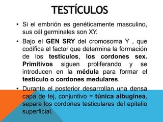 TESTÍCULOS
• Si el embrión es genéticamente masculino,
sus cél germinales son XY.
• Bajo el GEN SRY del cromosoma Y , que
codifica el factor que determina la formación
de los testículos, los cordones sex.
Primitivos siguen proliferando y se
introducen en la médula para formar el
testículo o cordones medulares.
• Durante el posterior desarrollan una densa
capa de tej, conjuntivo = túnica albugínea,
separa los cordones testiculares del epitelio
superficial.
 