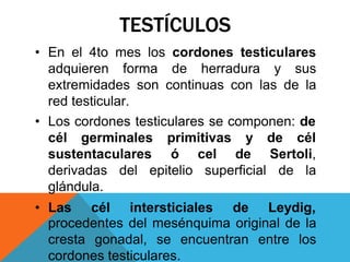 TESTÍCULOS
• En el 4to mes los cordones testiculares
adquieren forma de herradura y sus
extremidades son continuas con las de la
red testicular.
• Los cordones testiculares se componen: de
cél germinales primitivas
sustentaculares ó cel
y de cél
de Sertoli,
derivadas del epitelio superficial
glándula.
de la
• Las cél intersticiales de Leydig,
procedentes del mesénquima original de la
cresta gonadal, se encuentran entre los
cordones testiculares.
 