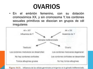 OVARIOS
• En el embrión femenino, con su dotación
cromosómica XX, y sin cromosoma Y
, los cordones
sexuales primitivos se disocian en grupos de cél
irregulares
 