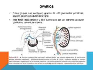 OVARIOS
• Estos grupos que contienen grupos de cél germinales primitivas,
ocupan la parte medular del ovario.
• Más tarde desaparecen y son sustituidas por un estroma vascular
que forma la médula ovárica.
 