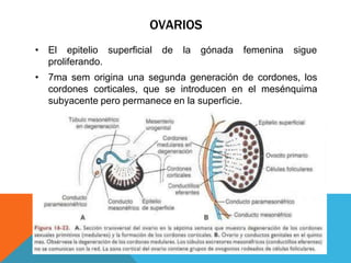 OVARIOS
• El epitelio superficial de la gónada femenina sigue
proliferando.
• 7ma sem origina una segunda generación de cordones, los
cordones corticales, que se introducen en el mesénquima
subyacente pero permanece en la superficie.
 