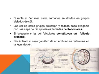• Durante el 3er mes estos cordones se dividen en grupos
aislados de cél.
• Las cél de estos grupos proliferan y rodean cada ovogonio
con una capa de cél epiteliales llamadas cél foliculares.
• El ovogonio y las cél foliculares constituyen un folículo
primario.
• Por lo tanto el sexo genético de un embrión se determina en
la fecundación.
 
