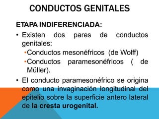 CONDUCTOS GENITALES
ETAPA INDIFERENCIADA:
• Existen dos pares de conductos
genitales:
•Conductos mesonéfricos (de Wolff)
•Conductos paramesonéfricos ( de
Müller).
• El conducto paramesonéfrico se origina
como una invaginación longitudinal del
epitelio sobre la superficie antero lateral
de la cresta urogenital.
 