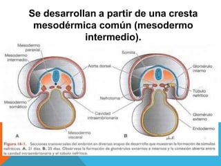 Se desarrollan a partir de una cresta
mesodérmica común (mesodermo
intermedio).
 