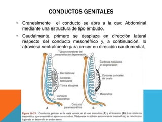 CONDUCTOS GENITALES
• Cranealmente el conducto se abre a la cav. Abdominal
mediante una estructura de tipo embudo.
• Caudalmente, primero se desplaza en dirección lateral
respecto del conducto mesonéfrico y, a continuación, lo
atraviesa ventralmente para crecer en dirección caudomedial.
 