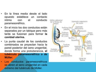 • En la línea media desde el lado
opuesto establece un
intimo con el
contacto
conducto
paramesonéfrico.
• En el inicio los dos conductos están
separados por un tabique pero más
tarde se fusionan para formar la
cavidad uterina.
• La punta caudal de los conductos
combinados se proyectan hacia la
pared posterior del seno urogenital,
donde forma una protuberancia, el
tubérculo paramesonéfrico o de
Müller.
• Los conductos paramesonéfricos
se abren al seno urogenital en cada
extremo del tubérculo de Müller.
 