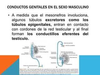 CONDUCTOS GENITALES EN EL SEXO MASCULINO
• A medida que el mesonefros involuciona,
algunos túbulos excretores como los
túbulos epigenitales, entran en contacto
con cordones de la red testicular y al final
forman los conductillos eferentes del
testículo.
 
