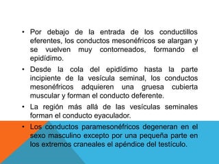 • Por debajo de la entrada de los conductillos
eferentes, los conductos mesonéfricos se alargan y
se vuelven muy contorneados, formando el
epidídimo.
• Desde la cola del epidídimo hasta la parte
incipiente de la vesícula seminal, los conductos
mesonéfricos adquieren una gruesa cubierta
muscular y forman el conducto deferente.
• La región más allá de las vesículas seminales
forman el conducto eyaculador.
• Los conductos paramesonéfricos degeneran en el
sexo masculino excepto por una pequeña parte en
los extremos craneales el apéndice del testículo.
 