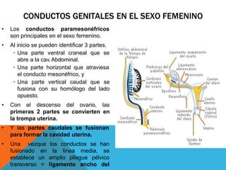 CONDUCTOS GENITALES EN EL SEXO FEMENINO
• Los conductos paramesonéfricos
son principales en el sexo femenino.
• Al inicio se pueden identificar 3 partes.
• Una parte ventral craneal que se
abre a la cav. Abdominal.
• Una parte horizontal que atraviesa
el conducto mesonéfrico, y
• Una parte vertical caudal que se
fusiona con su homólogo del lado
opuesto.
• Con el descenso del ovario, las
primeras 2 partes se convierten en
la trompa uterina.
• Y las partes caudales se fusionan
para formar la cavidad uterina.
•
la línea media, se
amplio pliegue pélvico
Una vez
fusionado
establece
transverso
que los conductos se han
en
un
= ligamento ancho del
 