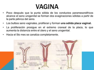 VAGINA
• Poco después que la punta sólida de los conductos paramesonéfricos
alcance el seno urogenital se forman dos evaginaciones sólidas a partir de
la parte pélvica del seno.
• Los bulbos seno vaginales, proliferan y forman una sólida placa vaginal.
• La proliferación prosigue en el extremo craneal de la placa, lo que
aumenta la distancia entre el útero y el seno urogenital.
• Hacia el 5to mes se canaliza completamente.
 