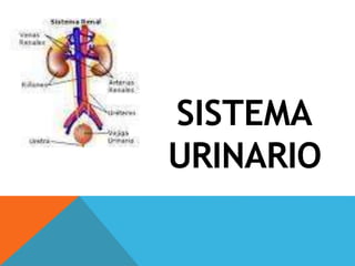 SISTEMA
URINARIO
 
