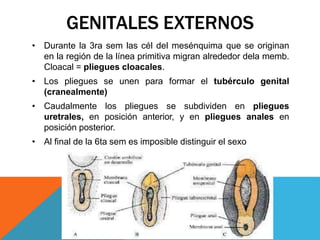 GENITALES EXTERNOS
• Durante la 3ra sem las cél del mesénquima que se originan
en la región de la línea primitiva migran alrededor dela memb.
Cloacal = pliegues cloacales.
• Los pliegues se unen para formar el tubérculo genital
(cranealmente)
• Caudalmente los pliegues se subdividen en pliegues
uretrales, en posición anterior, y en pliegues anales en
posición posterior.
• Al final de la 6ta sem es imposible distinguir el sexo
 