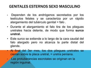GENITALES ESTERNOS SEXO MASCULINO
• Dependen de los andrógenos secretados por los
testículos fetales y se caracteriza por un rápido
alargamiento del tubérculo genital = falo .
• Durante el alargamiento el falo tira de los pliegues
uretrales hacia delante, de modo que forma surco
uretral.
• Este surco se extiende a lo largo de la cara caudal del
falo alargado pero no alcanza la parte distal del
glande.
• Al final del 3er mes, los dos pliegues uretrales se
cierran sobre la placa uretral, = uretra peniana.
• Las protuberancias escrotales se originan en la
región inguinal.
 