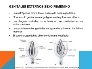 GENITALES EXTERNOS SEXO FEMENINO
• Los estrógenos estimulan el desarrollo de los genitales .
• El tubérculo genital se alarga ligeramente y forma el clítoris.
• Los pliegues uretrales no se fusionan, se convierten en los
labios menores.
• Las protuberancias genitales se agrandan y forman los labios
mayores.
• El surco urogenital es abierto y forma el vestíbulo.
 