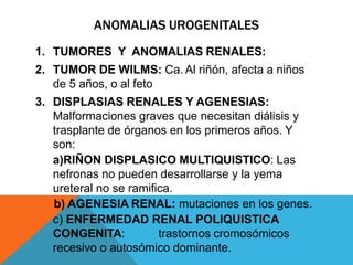 ANOMALIAS UROGENITALES
1. TUMORES Y ANOMALIAS RENALES:
2. TUMOR DE WILMS: Ca. Al riñón, afecta a niños
de 5 años, o al feto
3. DISPLASIAS RENALES Y AGENESIAS:
Malformaciones graves que necesitan diálisis y
trasplante de órganos en los primeros años. Y
son:
a)RIÑON DISPLASICO MULTIQUISTICO: Las
nefronas no pueden desarrollarse y la yema
ureteral no se ramifica.
b) AGENESIA RENAL: mutaciones en los genes.
c) ENFERMEDAD RENAL POLIQUISTICA
CONGENITA: trastornos cromosómicos
recesivo o autosómico dominante.
 