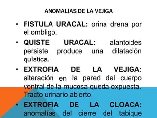 ANOMALIAS DE LA VEJIGA
• FISTULA URACAL: orina drena por
el ombligo.
• QUISTE
persiste
quística.
URACAL:
produce una
alantoides
dilatación
• EXTROFIA
alteración en
DE
la
LA
pared
VEJIGA:
del cuerpo
ventral de la mucosa queda expuesta.
Tracto urinario abierto
• EXTROFIA DE LA CLOACA:
anomalías del cierre del tabique
 